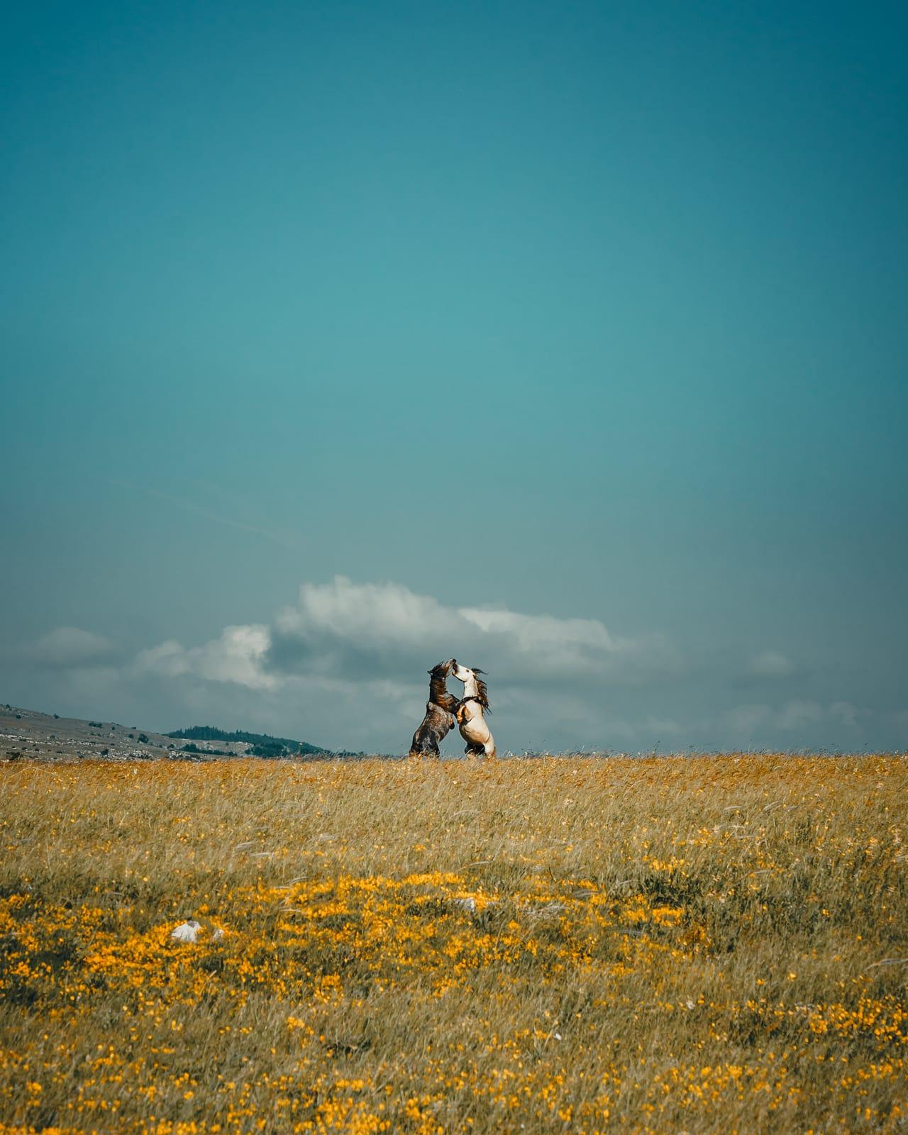 Tamo gdje pronalazim inspiraciju, fotografija 3